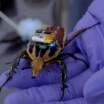 Robo-Bugs: China’s Mind-Blowing Insect Cyborgs Controlled by Bluetooth