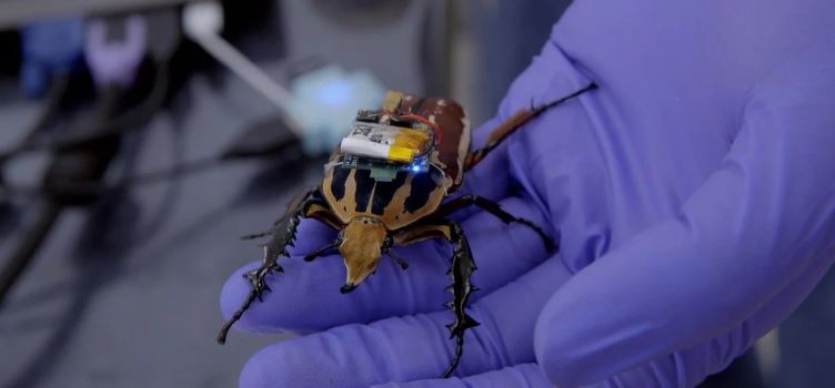 Robo-Bugs: China’s Mind-Blowing Insect Cyborgs Controlled by Bluetooth